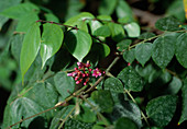 Blüten von Averrhoa carambola (Karambole, Sternfrucht)