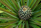 Pineapple (Ananas comosus), pineapple plant with unripe fruit