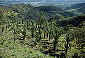 Sisal agave (Agave sisalana), plantation in Mexico, plants for sisal production for the textile industry