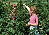 Mädchen pflücken rote Johannisbeeren (Ribes rubrum)