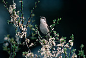 Clapper warbler (Sylvia curruca), also called fence warbler