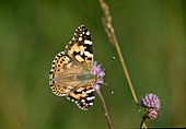 Thistle butterfly (Vanessa cardui; Syn.: Cynthia cardui).