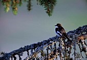 Pied flycatcher (Ficedula hypoleuca) on branch