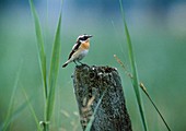 Whinchat (Saxicola rubetra) male