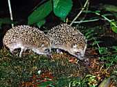 Hedgehog siblings (moonrats) foraging