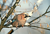 Eichelhäher (Garrulus glandarius) auf Zweig