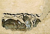 Wild rabbit (Oryctolagus cuniculus) with young in burrow