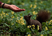 Eichhörnchen (Sciurus vulgaris) zwischen Primula elatior (Schluesselblumen), Hand mit Futter