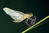 Gemeine Heidelibelle (Sympetrum vulgatum), frisch aus Larve geschlüpft