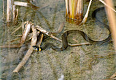 The grass snake (Natrix Natrix) is a good swimmer