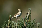 Willow warbler, Phylloscopus trochilus on a pine tree