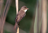 Marsh warbler (Acrocephalus palustris)