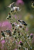 Goldfinch (Carduelis carduelis), also called goldfinch, likes to eat thistle seeds