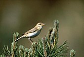 Willow Warbler, Phylloscopus trochilus on pine tree