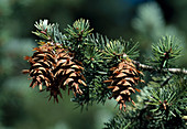 Pseudotsuga menziesii (Douglasie, Douglastanne) mit Zapfen