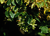 Carpinus betulus (hornbeam) - fruits
