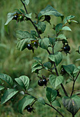 Atropa belladonna (Tollkirsche), Früchte
