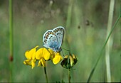 Common Heath Blue (Lyycaeides idas)