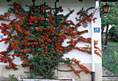 Pyracantha Feuerdorn