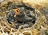 Amselkinder im Nest