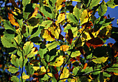 Fagus sylvatica (copper beech) - leaves - autumn colours