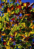 Fagus sylvatica (copper beech), autumn colouring