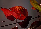 Cornus sanguinea (Red Dogwood), leaves in autumn colours