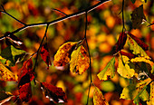 Fagus sylvatica (Rotbuche), Herbstfärbung