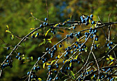 Prunus spinosa (Schlehe, Schwarzdorn), Früchte