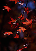 Liquidambar styraciflua (Amberbaum) - Herbstfärbung