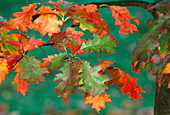 Quercus (oak), leaves with autumn coloration