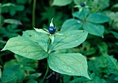 Paris quadrifolia (Vierblättrige Einbeere) - Frucht, aus der Pflanze wird ein homöopathisches Heilmittel hergestellt