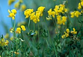 Lotus corniculatus (Common horn clover)