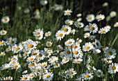 Daisy meadow (Leucanthemum vulgare)