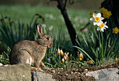 Wild rabbit (Oryctolagus cunicullus)