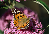 Painted Lady (Cynthia cardui) on summer lilac (Buddleja)