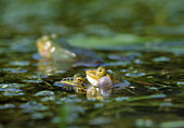 Water frogs (Rana esculenta)