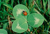Seven-spot ladybird or seven-spot (Coccinella septempunctata)