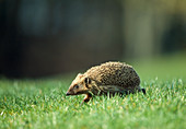 Hedgehog, western (Erinaceus europaeus)