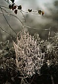Spider webs with dew in the bog