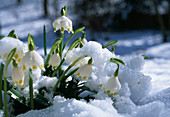 Leucojum vernum (Märzenbecher) im Schnee