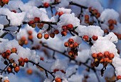 Malus (Zierapfel) mit Früchten im Schnee