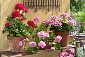 Pelargonium zonale (Stehende Geranien), P. peltatum (Haengegeranie)