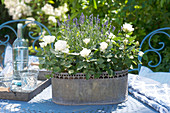 Rosa (Rosen) und Lavandula (Lavendel) in Metall-Jardiniere