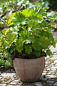 Darmera peltata (sign leaf)