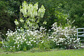 White early summer bed: Chionanthus virginicus