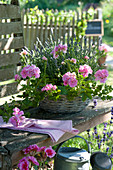 Pelargonium peltatum (Hängegeranien) und Lavandula (Lavendel)