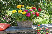 Zinnia elegans (Zinnien) in Jardiniere auf Holzbank