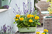 Zinnia elegans (Zinnien), Lavandula (Lavendel) und Thymus citriodorus