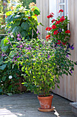 Salvia 'Amistad' (garden sage)